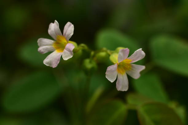 istock SMALL FLOWERS OF WILD GRASS 2156865433