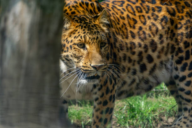 istock a leopard hidden behind a tree, a leopard lurking for its prey. big, huge, majestic predatory animal on the hunt. wild animal. 2156865530