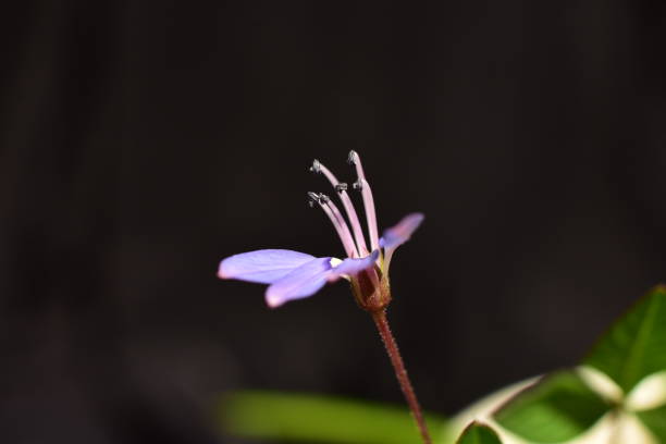 istock SMALL FLOWERS OF WILD GRASS 2156865842