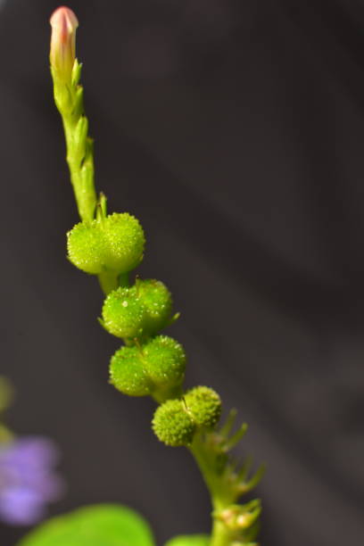 istock SMALL FLOWERS OF WILD GRASS 2156866041
