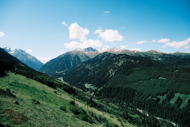 Spruce forest on Tien Shan mountain slopes. Karakol gorge