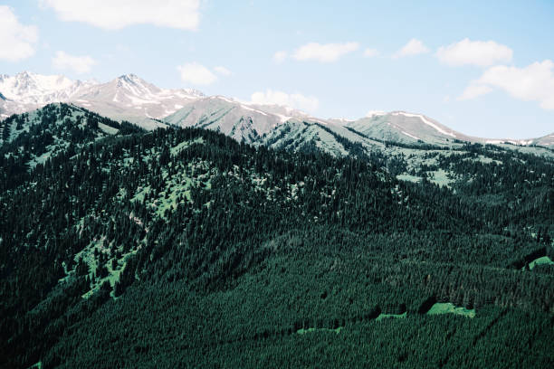 Spruce forest on Tien Shan mountain slopes. Karakol gorge