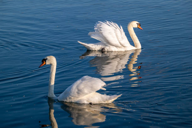 istock Two mute swans with a threatening and aggressive posture during the mating season 2156868860