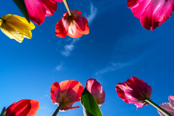istock View from a flower bed past tulips towards the blue sky 2156868922