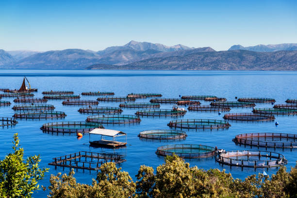 istock Modern fish farm on the coast of Corfu 2156869642