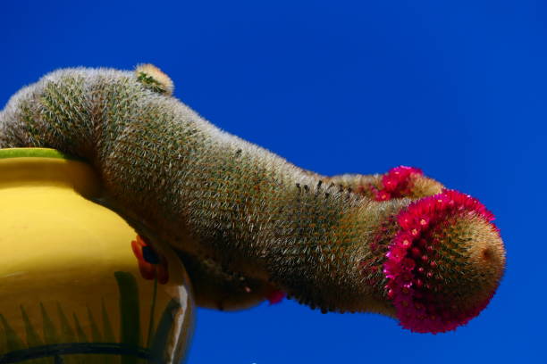 Mamillaria cactus flower, Andalusia