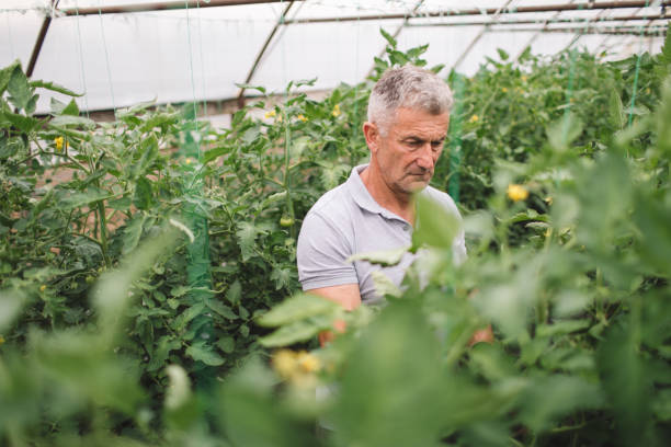 istock Farmer working in tomato plant greenhouse 2156871673
