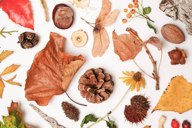 A flat lay arrangement of various autumn elements, including dried leaves, pinecones, acorns, berries, and seeds, on a white background