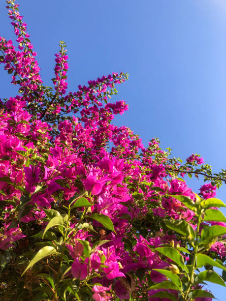 istock Foliage of pink bougainvillea 2156873123