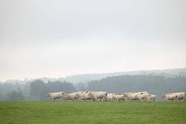 Beautiful cows grazing in the misty pasture during summer morning. Rural scenery of Latvia, Northern Europe.