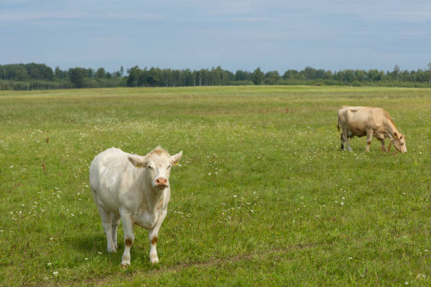 A beautiful summer morning scenery with cows grazing in the meadow. Rural landscape with cattle in Latvia, Northern Europe.