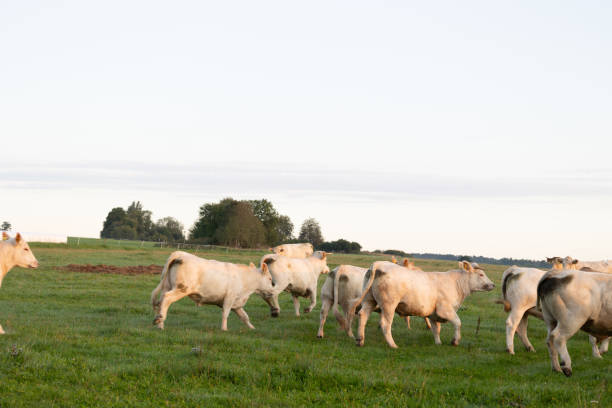 istock A beautiful summer morning scenery with cows grazing in the meadow. 2156874032