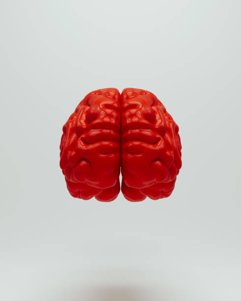 istock Red brain human anatomical mind intelligence neurology biology white background 2156874303