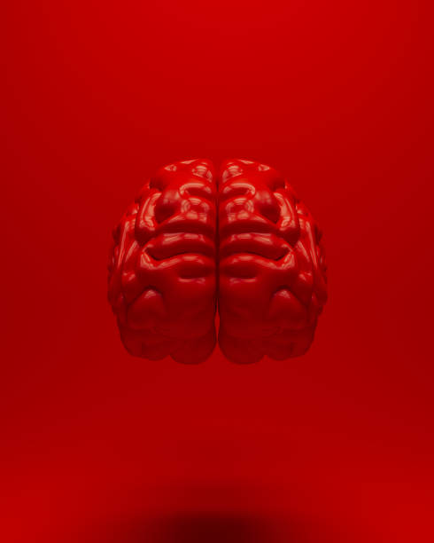 Red brain human anatomical mind intelligence neurology biology red background