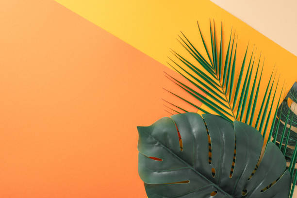 istock A creative composition featuring tropical palm and monstera leaves against a striking dual-tone background of orange and yellow, conveying a fresh and exotic atmosphere 2156875222