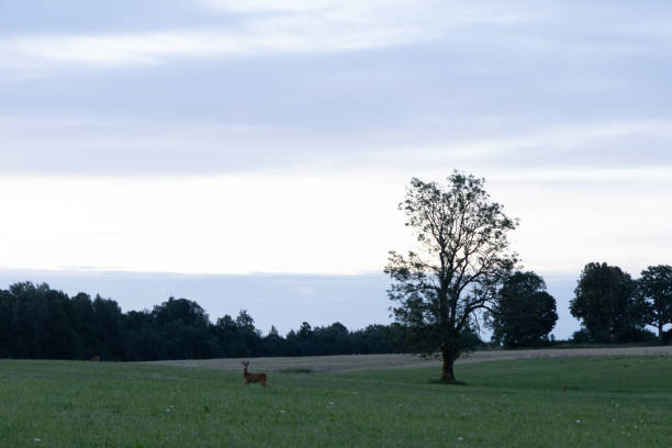 istock A beautiful sunrise scenery with roe deer walking in the summer meadow. 2156875284