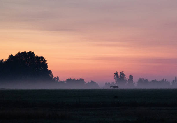 A beautiful sunrise scenery with roe deer walking in the summer meadow. Seasonal scenery of rural Latvia, Northern Europe.