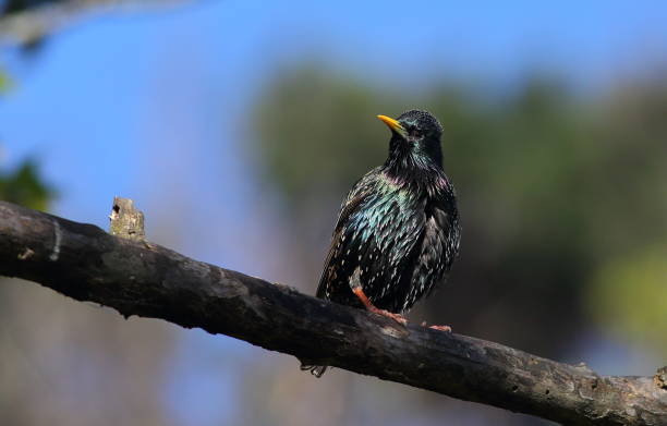 istock A beautiful Common starling or European starling (Sturnus vulgaris) in breeding plumage, perching on a treebranch in the park, in Dunedin, New Zealand 2156875777