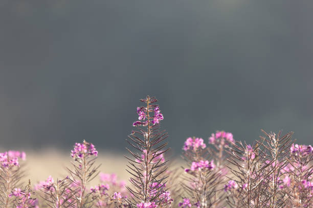 Beautiful pink fireweed meadow in the sunny summer day. Rural scenery of Latvia, Northern Europe.