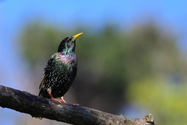 istock A beautiful Common starling or European starling (Sturnus vulgaris) in breeding plumage, perching on a treebranch in the park, in Dunedin, New Zealand 2156877154