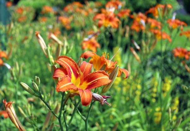 istock Orange Lilies meadow in summertime. Its scientific name is Lilium bulbiferum. 2156878023