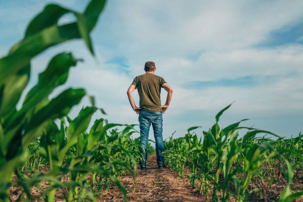 istock Farmer standing in young green corn seedling plantation field, rear view 2156878411