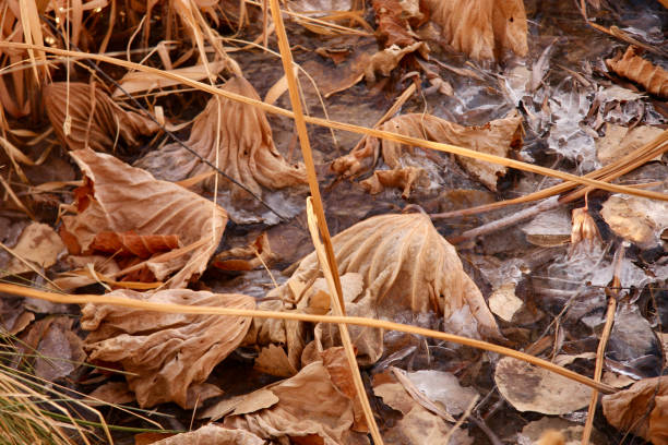 Horizontal closeup photo of brown withered Water Lily leaves and stems in an icy pond, Santa Fe, New Mexico.