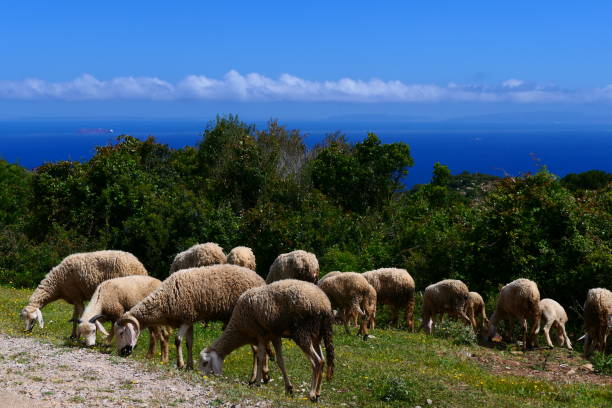Herd of sheep, Cape Spartel, Tangier