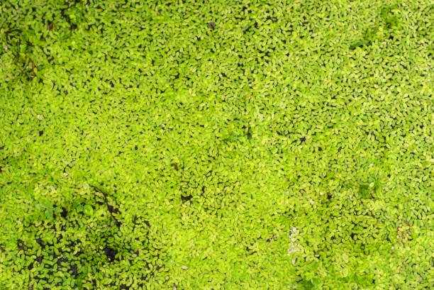 istock Duckweed covered a pond, green natural background 2156880538