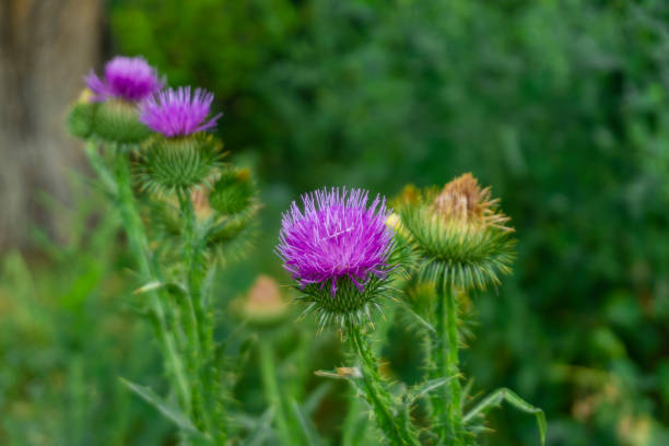 istock Several blooming purple flowers with spines. Blurred grass on background. Thistle, Onopordum acanthium. 2156880866