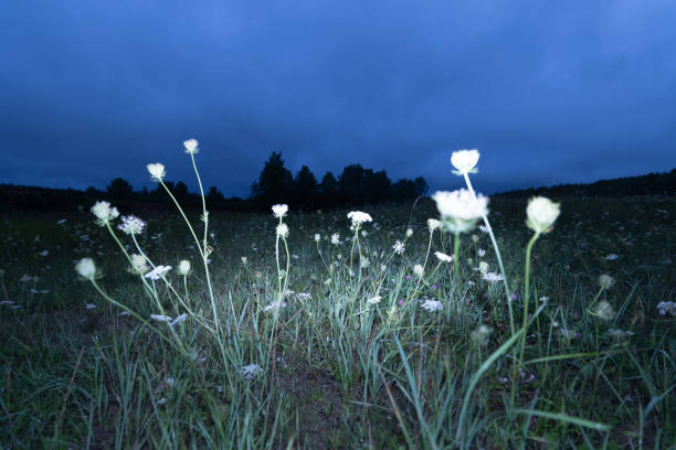 White Queen Anne's lace flowers blooming during summer twilight. Moody scenery of rural meadow in Latvia, Northern Europe.