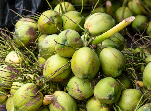 istock Harvest of green coconut nuts as background 2156883800
