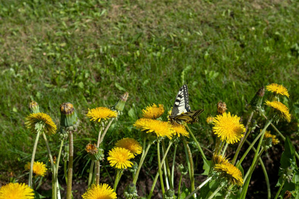 Papilio machaon, Old World swallowtail on dandelion flower