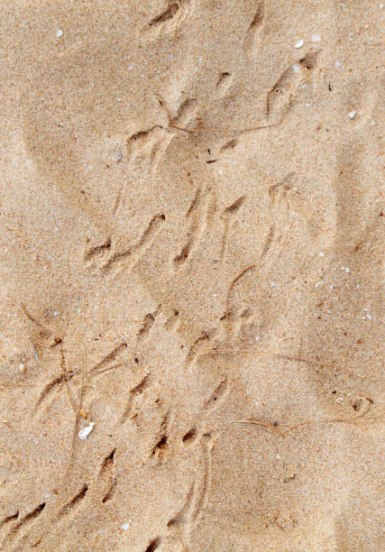 istock Crab tracks on the sand as a background 2156884302