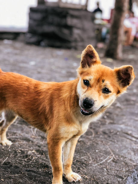 istock Dog portrait 2156886246