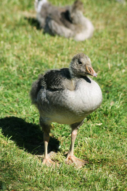 istock A grey goose duckling out in an adventure 2156886767