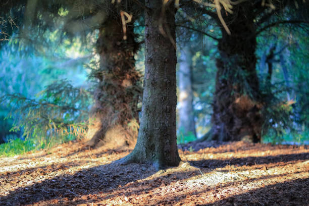 istock Picea sitchensis trees plantation 2156886903