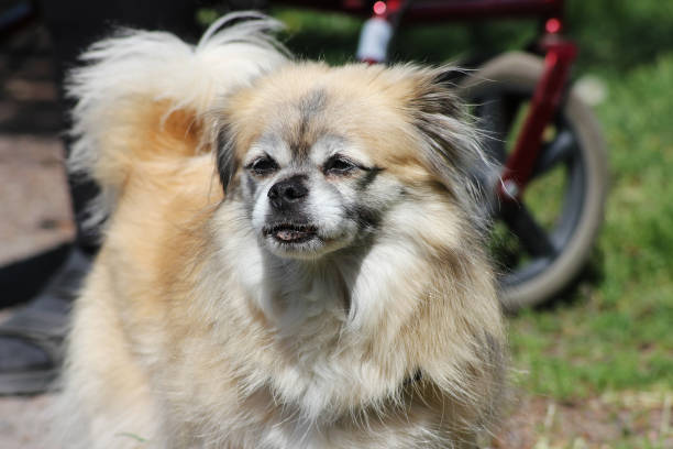 A fluffy Tibetan spaniel out in the summer