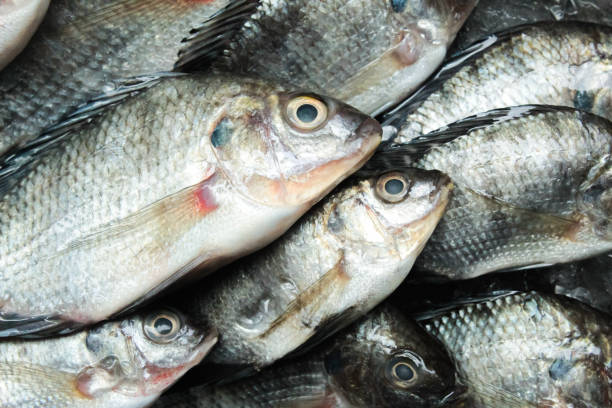 istock group of raw tilapia fish. Freshwater fish 2156892962