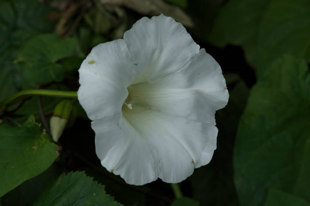 Two white morning glory flowers nestled in green grass, displaying their delicate petals and vibrant centers. The contrast between the pure white flowers and the surrounding greenery highlights the simplicity and beauty of nature.
