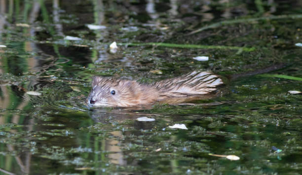 istock Muskrat, Ondatra zibethicus. An animal floating in a small river 2156894886
