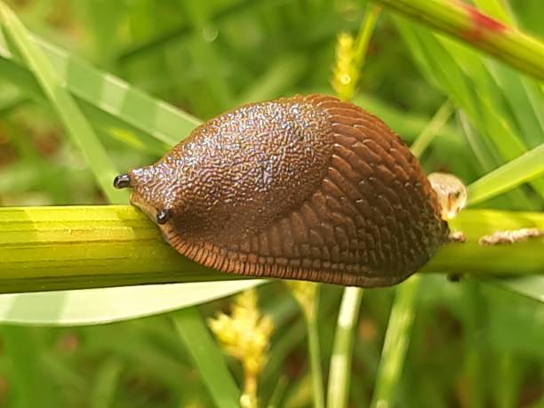 istock A slug gently climbs a branch, exploring its surroundings with curiosity 2156897815