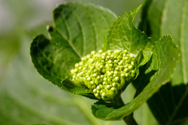 istock Inflorescence with hydrangea buds - close-up on a green background. 2156897826