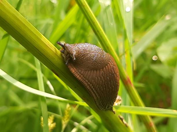 A slug gently climbs a branch, exploring its surroundings with curiosity