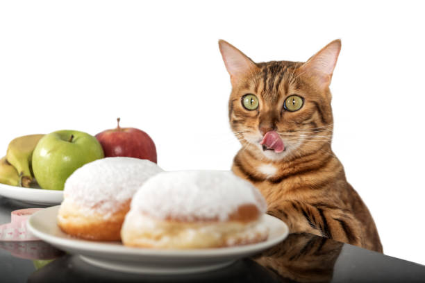 istock A funny red cat licks his lips while looking at donuts. 2156898026