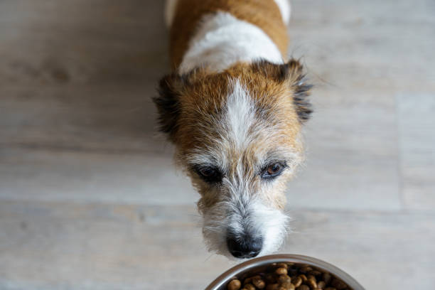 istock A dog with a dog bowl 2156898733