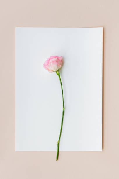 istock Pink carnation on a white paper 2156900231