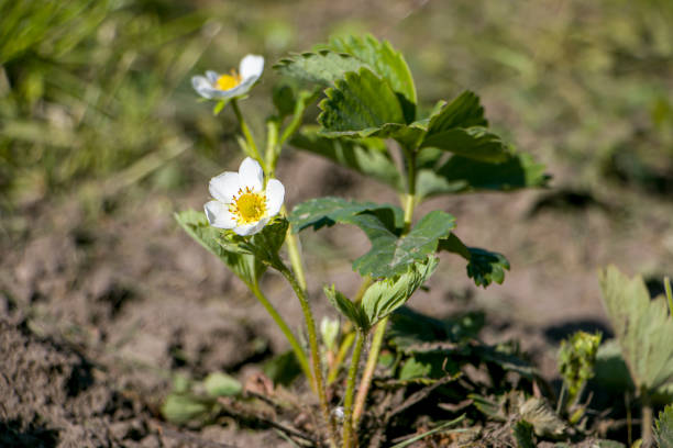 Strawberry Flowers. Growing Strawberries. Strawberry blossom and green leaves, beautiful white flowers bloomed in the garden