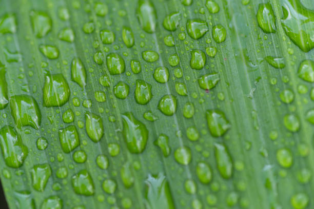 leaves wet in the rain