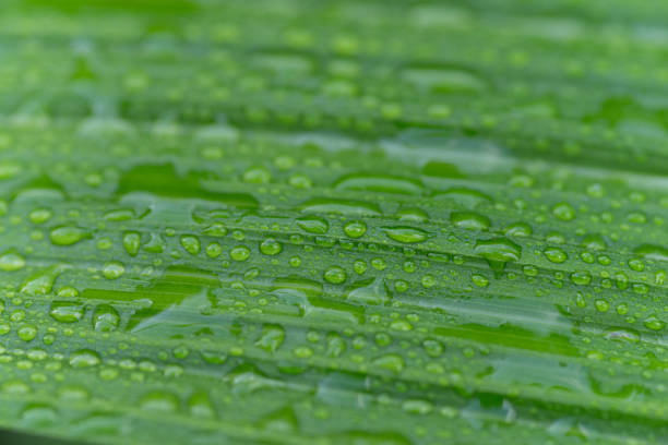 leaves wet in the rain